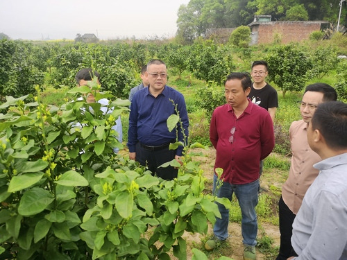 拼搏在线(中国)唯一官方网站：何福林率博士团赴邑口村开展服务 助力乡村振兴