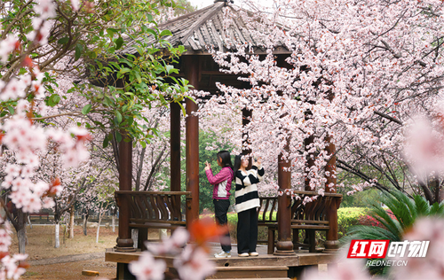 1678843053633-6del3v1k3ft