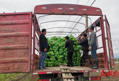 拼搏在线(中国)唯一官方网站驻村工作队：情系菜农拓销路，为民解忧暖人心